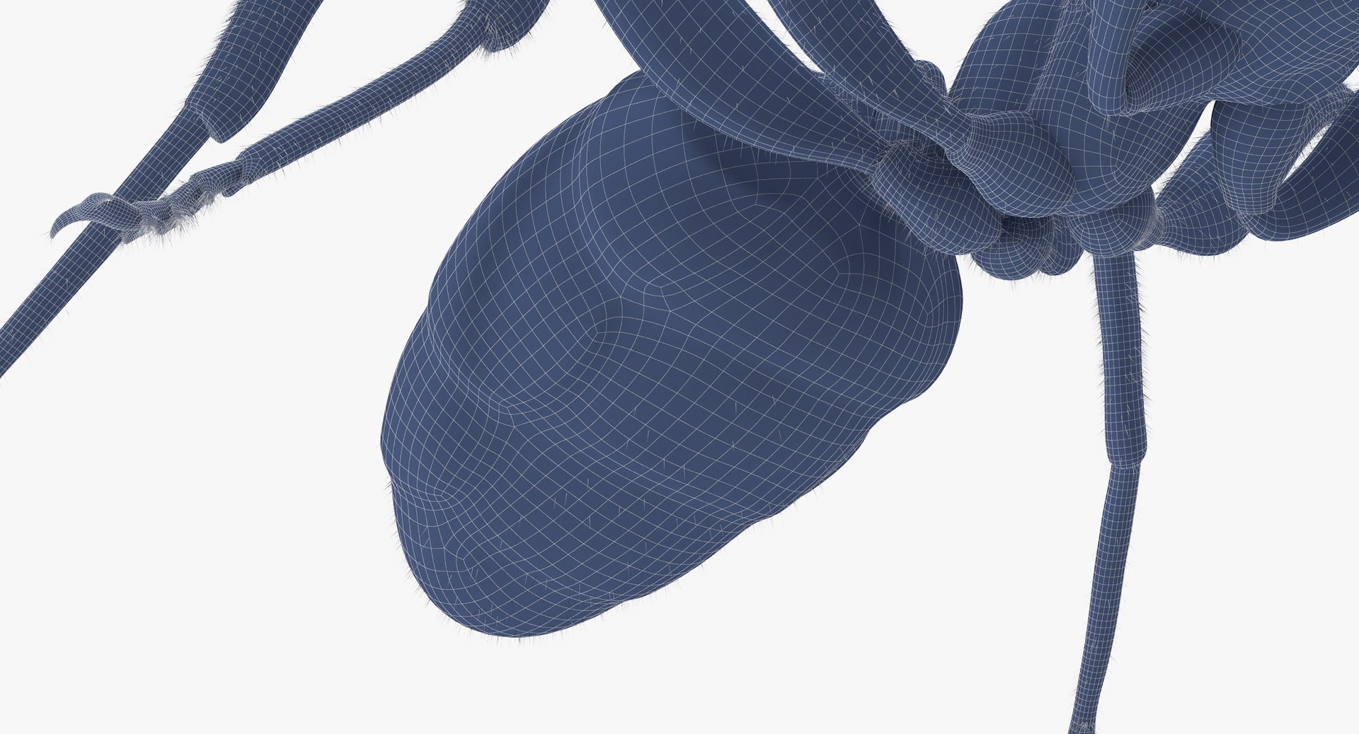 ant 05 obj https://p.turbosquid.com/ts-thumb/Py/XGxCzI/cXbKzrfc/ant_05_wireframe_0009/jpg/1452156609/1920x1080/fit_q87/3747cc90f96627c8659a8f5e5c23b6eb0b7120f5/ant_05_wireframe_0009.jpg