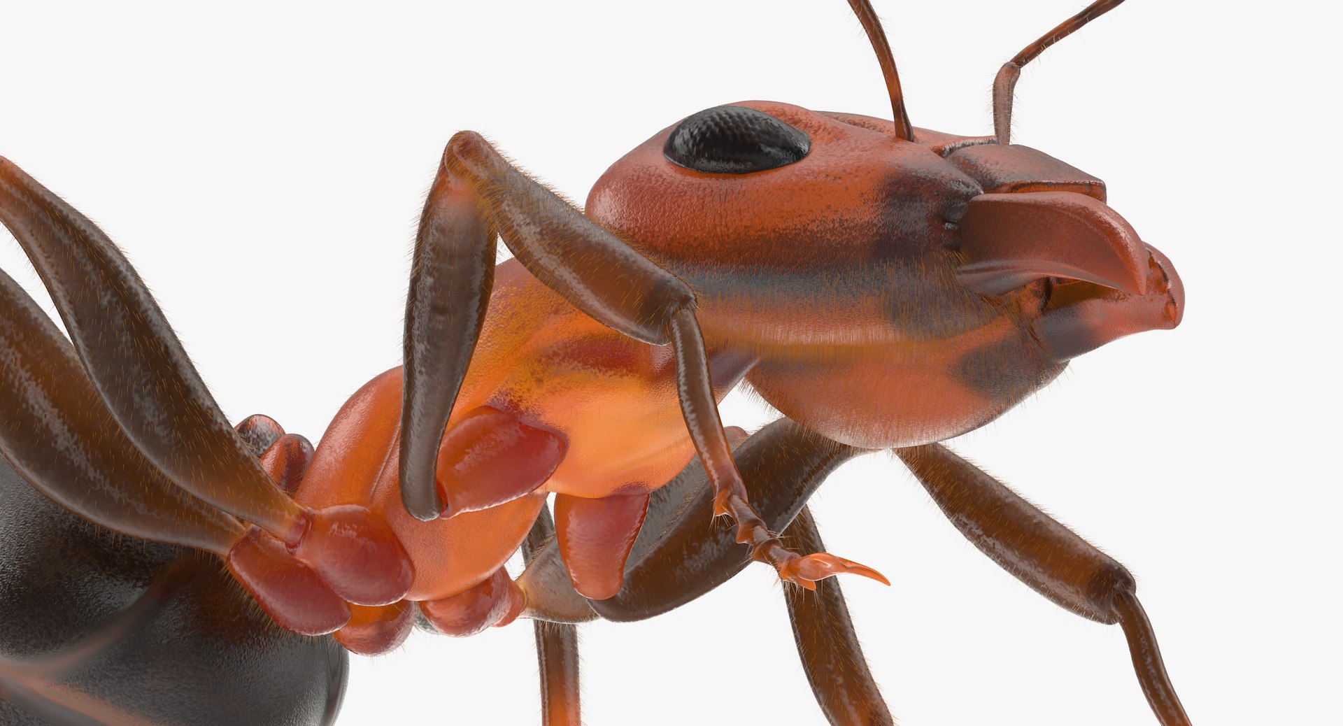 ant 05 obj https://p.turbosquid.com/ts-thumb/Py/XGxCzI/rrTxGbkj/ant_05_thumbnail_0008/jpg/1452156481/1920x1080/fit_q87/b9a54025404cdb84c870b535de71b6bf6ada886b/ant_05_thumbnail_0008.jpg