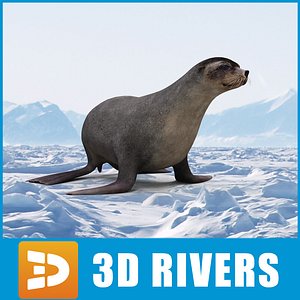 fur seal 3d model