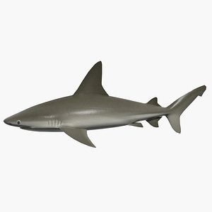 3d shark mezirozame