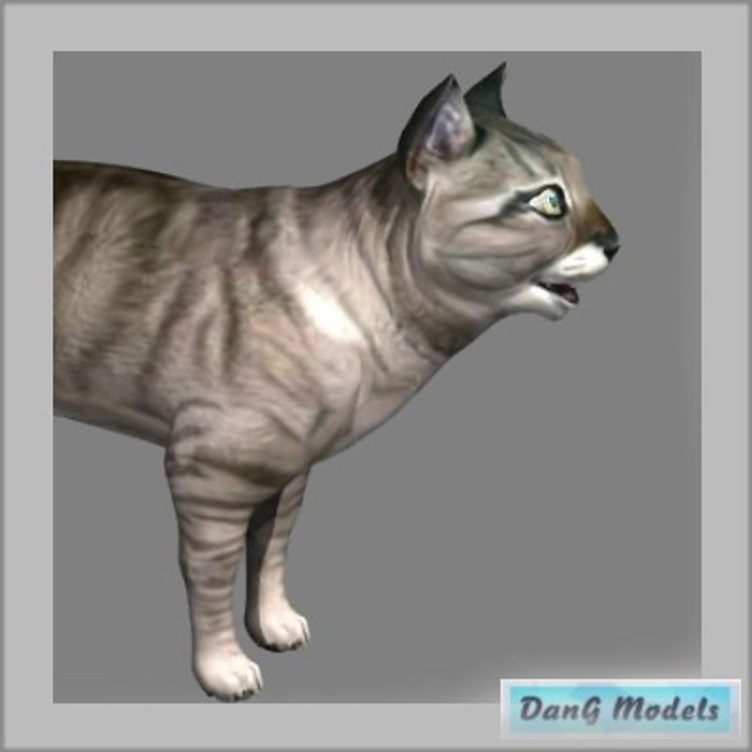 Tabby Cat 3d Model