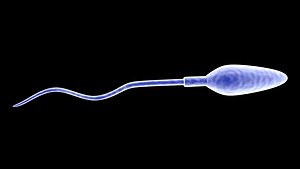 3D Sperm Cell model