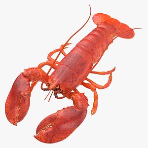 8,376 Live Lobster Images, Stock Photos, 3D objects, & Vectors