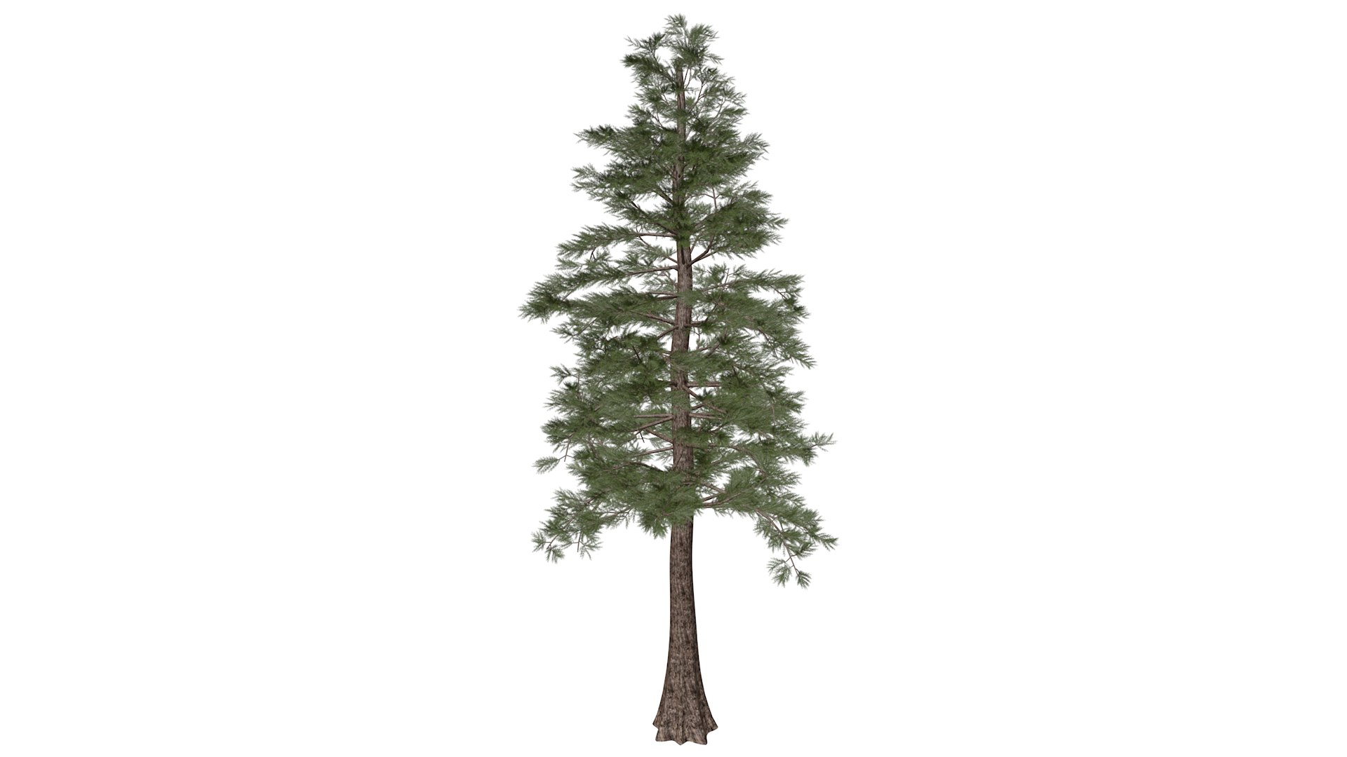 Western Red Cedar Tree Collection 3D https://p.turbosquid.com/ts-thumb/Py/qRDYZI/6J/westernredcedar_high30/png/1779223158/1920x1080/fit_q87/fd64921c08483230f23e3fc3956846c9547bfced/westernredcedar_high30.jpg