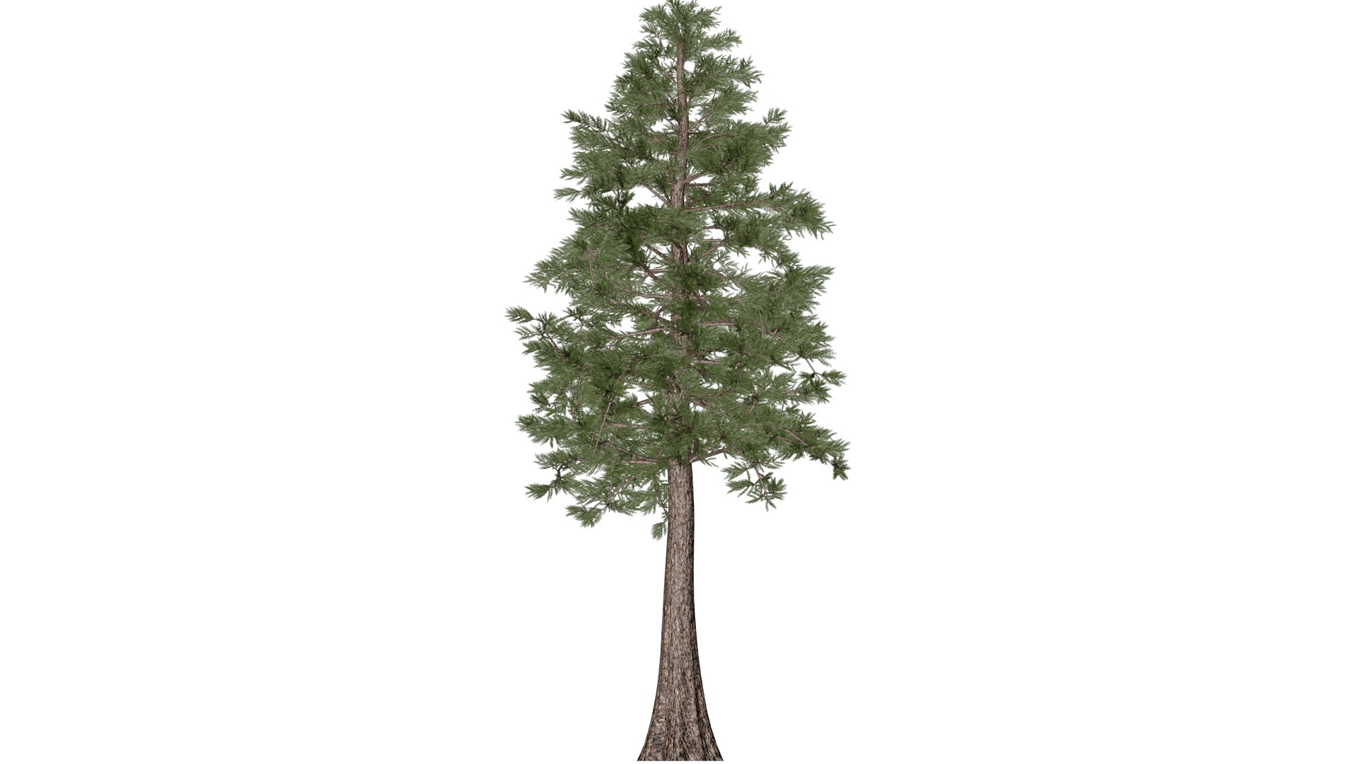3D Model Western Red Cedar Tree - 08 - - TurboSquid 2374161