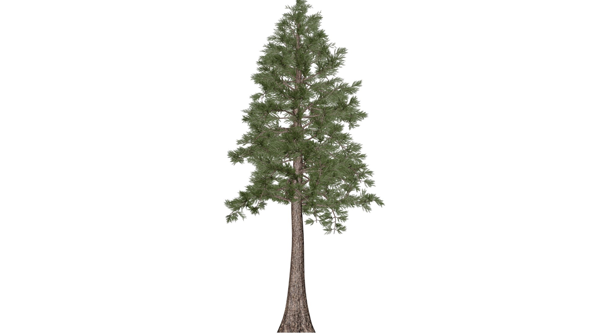 3D Model Western Red Cedar Tree - 08 - - TurboSquid 2374161