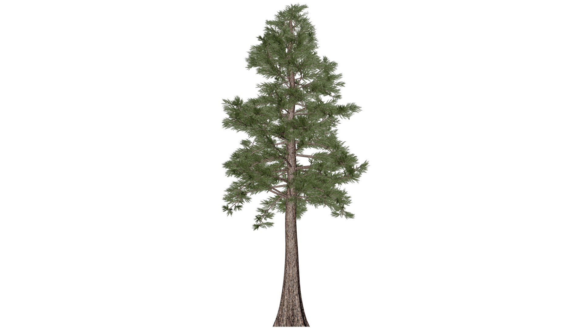 3D Model Western Red Cedar Tree - 08 - - TurboSquid 2374161