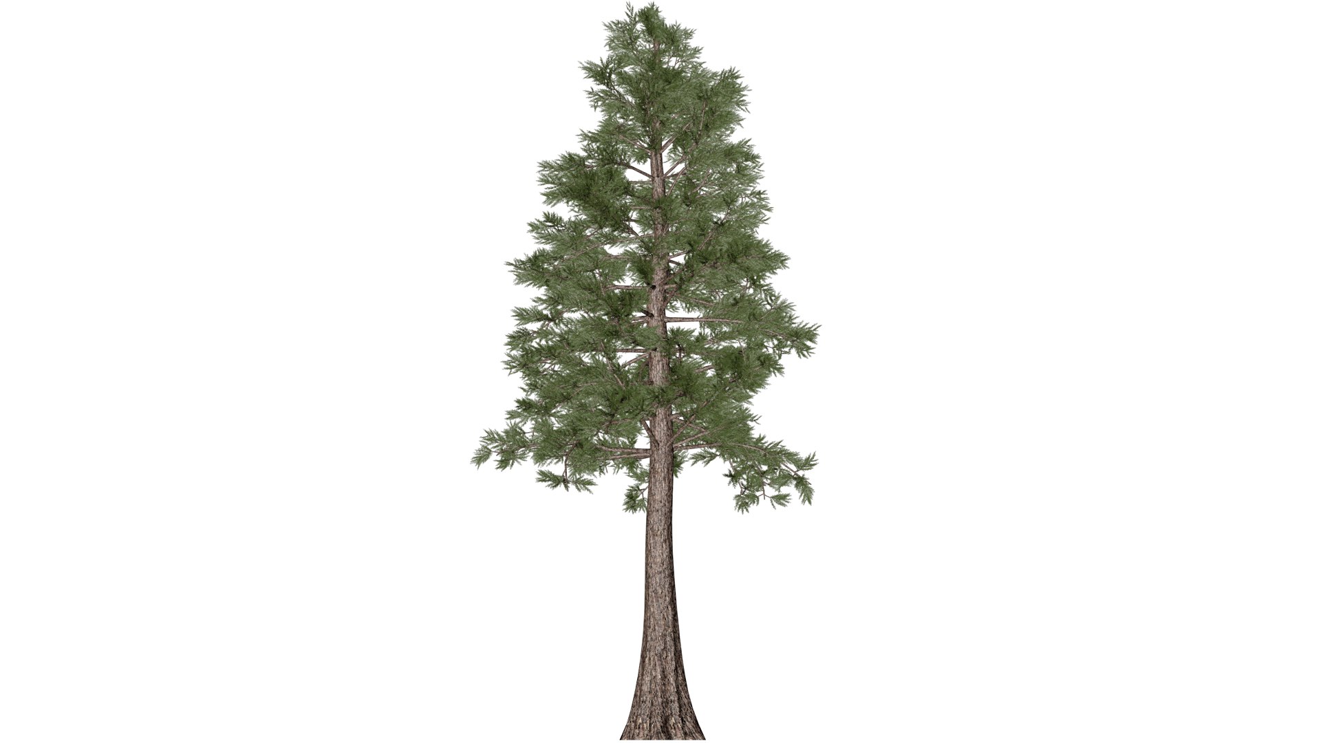 3D Model Western Red Cedar Tree - 08 - - TurboSquid 2374161
