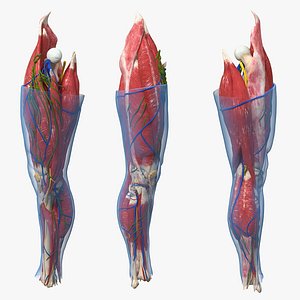 human knee joint anatomy 3D model
