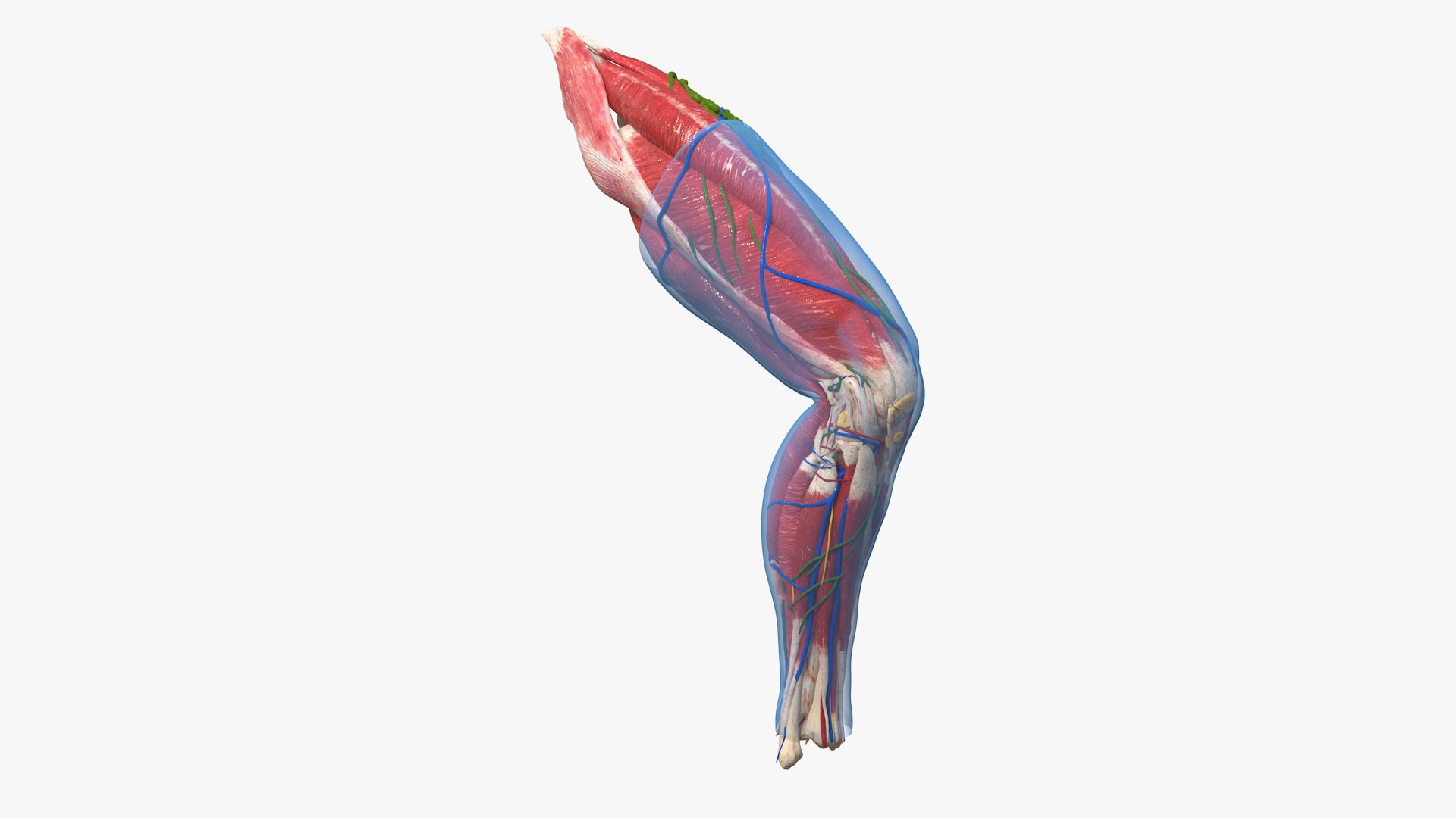 Human Knee Joint Anatomy Rigged for Modo 3D model preview