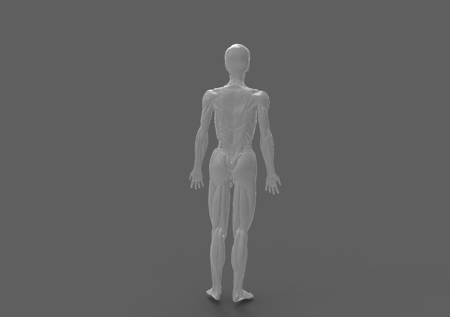 Human Anatomy Male 3d Ma