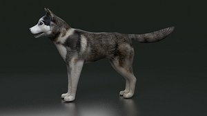 3D husky siberian dog animal pet canine fur breed