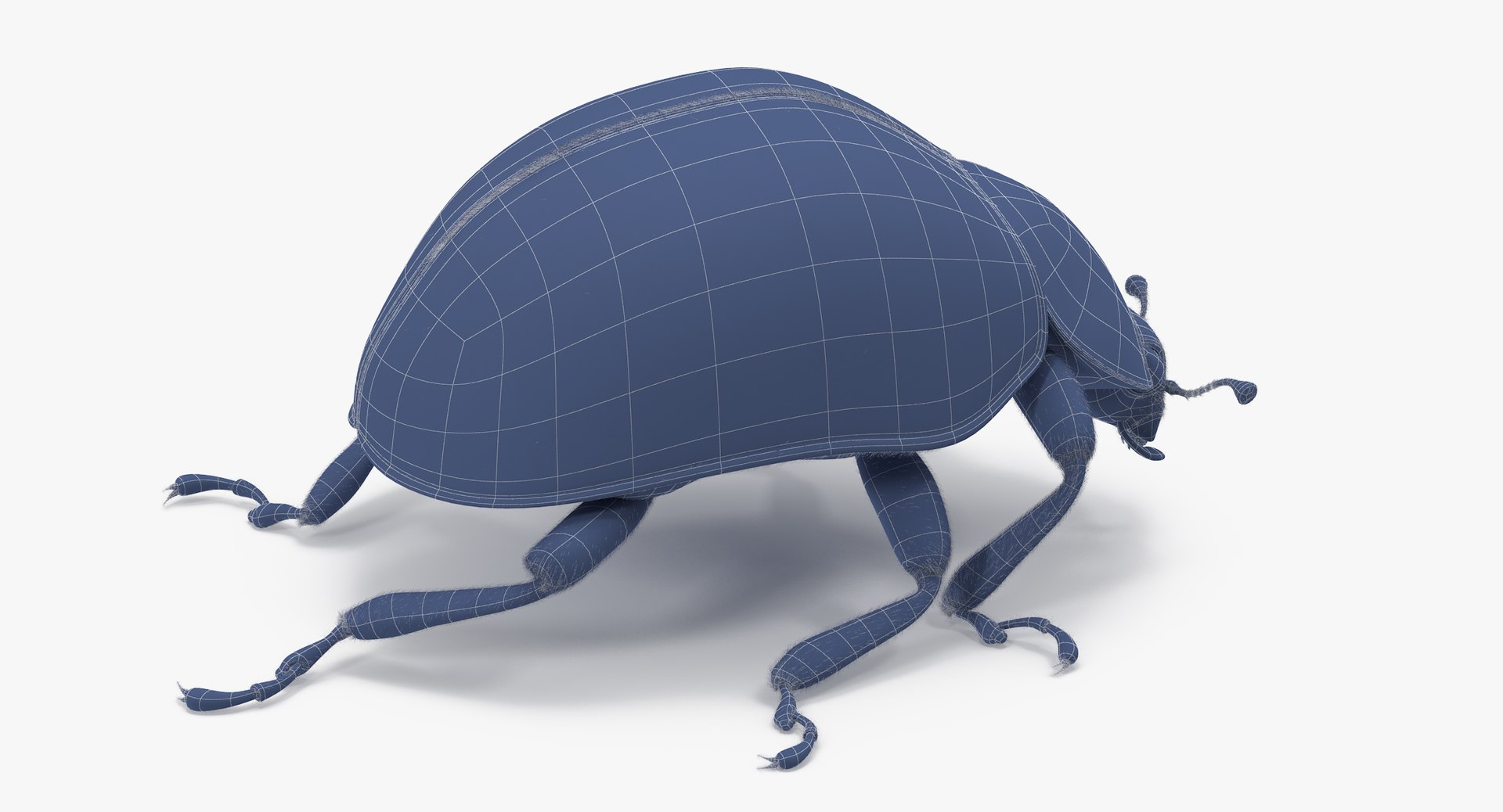 Ladybug 02 3d Model