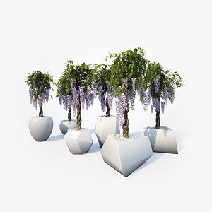Wisteria Collection 02