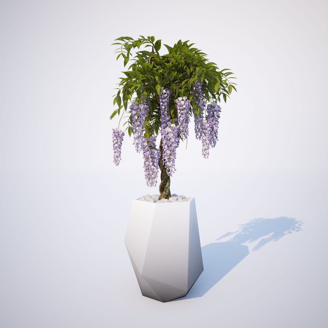 3d wisteria 02 https://p.turbosquid.com/ts-thumb/Pz/lY2wg9/NKYiwRQW/ts_gw_wisteria_collection_02_preview_04/jpg/1484666625/1920x1080/fit_q87/e17e1954a4ed32231826d97ae2e74f724abb8a67/ts_gw_wisteria_collection_02_preview_04.jpg