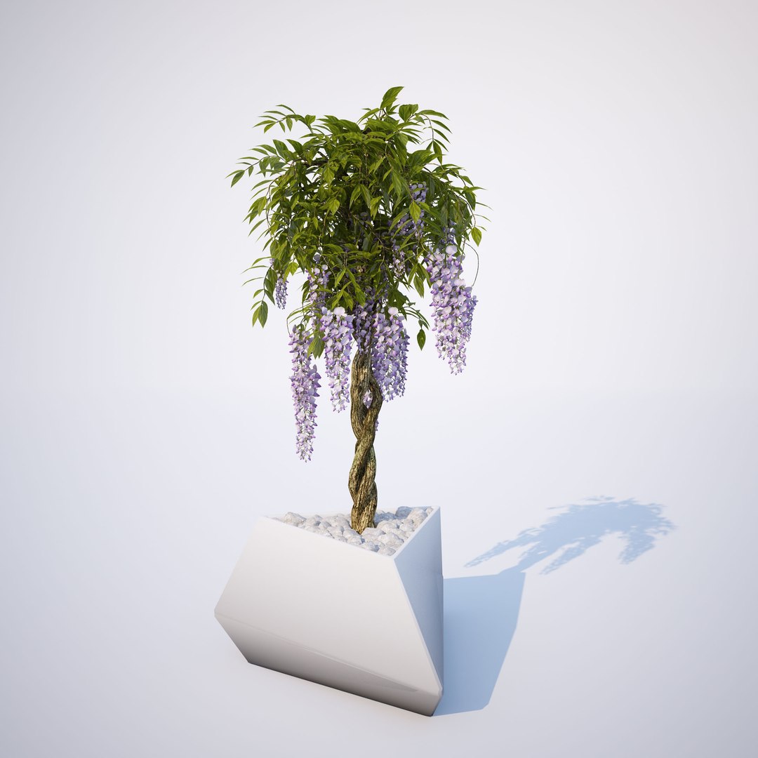3d wisteria 02 https://p.turbosquid.com/ts-thumb/Pz/lY2wg9/VEjUuGkA/ts_gw_wisteria_collection_02_preview_05/jpg/1484666625/1920x1080/fit_q87/38f31620d416ae395478730d88c0a83ba9896783/ts_gw_wisteria_collection_02_preview_05.jpg