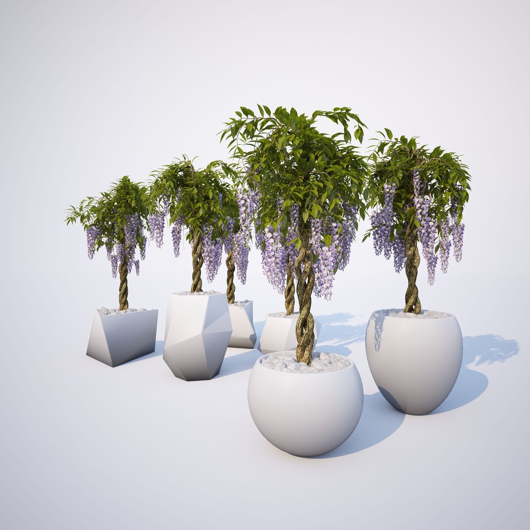 3d wisteria 02 https://p.turbosquid.com/ts-thumb/Pz/lY2wg9/Z2U40jOc/ts_gw_wisteria_collection_02_preview_08/jpg/1484666625/1920x1080/fit_q87/b440366cdeef7f48c178d53aaa9d426b7d478935/ts_gw_wisteria_collection_02_preview_08.jpg