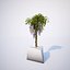 Collection de glycines 02