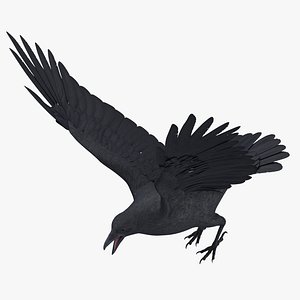 3d model crow 02