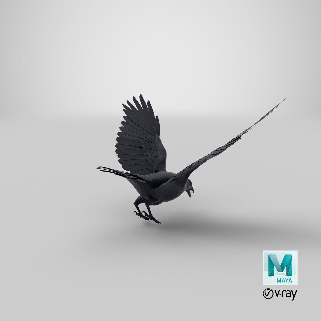 3d model crow 02 https://p.turbosquid.com/ts-thumb/Pz/sS0a1p/9KDAqct2/stemcell_maya_vray_render/png/1552316993/1920x1080/fit_q87/326f8f7dec0da907d9c7f36e712e87cf313c05b8/stemcell_maya_vray_render.jpg