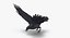 Crow 02