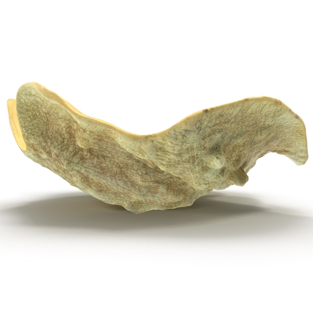 clam seashell d ds https://p.turbosquid.com/ts-thumb/Pz/t24PzB/EwgNKyvO/clamseashell3_5/jpg/1414163969/1920x1080/fit_q87/f15a070b8af63ea359dc987e12fdfeeb1b6d250b/clamseashell3_5.jpg