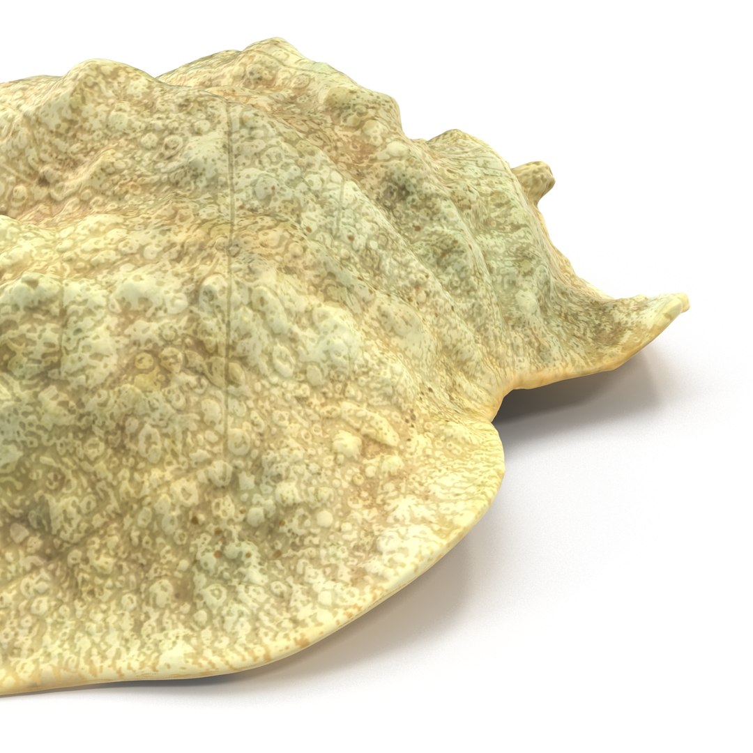 clam seashell d ds https://p.turbosquid.com/ts-thumb/Pz/t24PzB/FUR7C0Oj/clamseashell3_17/jpg/1414164001/1920x1080/fit_q87/12c88bc580e91d0ff613b374ac3ebb178b4236a1/clamseashell3_17.jpg