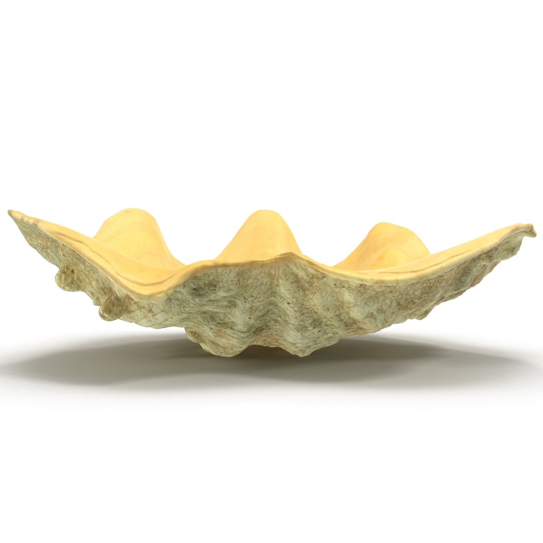 clam seashell d ds https://p.turbosquid.com/ts-thumb/Pz/t24PzB/Rtp3Q48D/clamseashell3_6/jpg/1414163963/1920x1080/fit_q87/210bf25ad32d8c37fc0573edd365cd5a9ed1d87e/clamseashell3_6.jpg