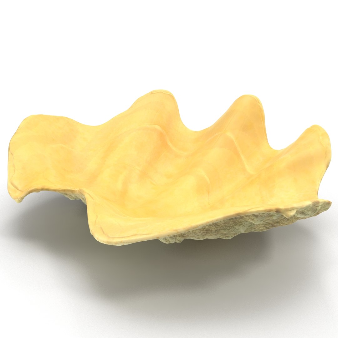 clam seashell d ds https://p.turbosquid.com/ts-thumb/Pz/t24PzB/cxayRLaY/clamseashell3_7/jpg/1414163974/1920x1080/fit_q87/03b69b8cf8ffadace67aa405cf00bd3d9b4e28d3/clamseashell3_7.jpg