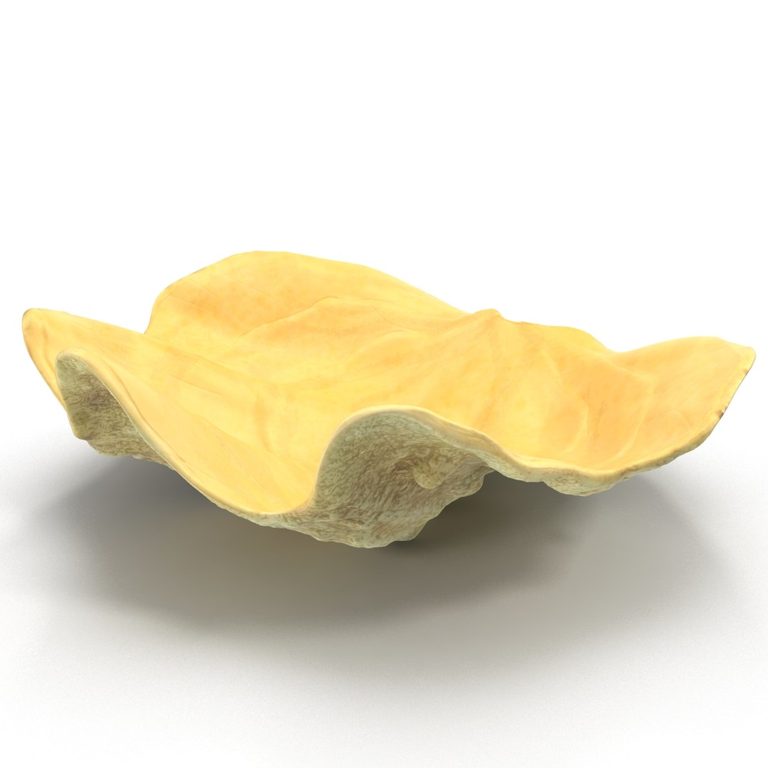 clam seashell d ds https://p.turbosquid.com/ts-thumb/Pz/t24PzB/efTL7DDh/clamseashell3_9/jpg/1414163979/1920x1080/fit_q87/d467f51d25dd40be162abaca8521d1ca138cea6d/clamseashell3_9.jpg