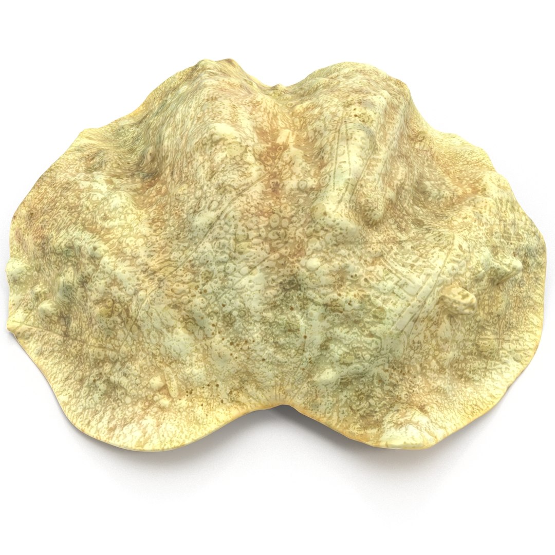 clam seashell d ds https://p.turbosquid.com/ts-thumb/Pz/t24PzB/iYjZWtIx/clamseashell3_15/jpg/1414163923/1920x1080/fit_q87/24ce355b7b83d07b3b4c2f1cf9fb49e7955c32c6/clamseashell3_15.jpg