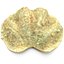 Clam Seashell 3