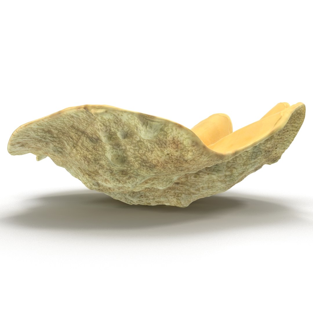 clam seashell d ds https://p.turbosquid.com/ts-thumb/Pz/t24PzB/jIEbH9tj/clamseashell3_3/jpg/1414163962/1920x1080/fit_q87/5516ee380d8635bd4f2c9f030536fa58a0c18f61/clamseashell3_3.jpg