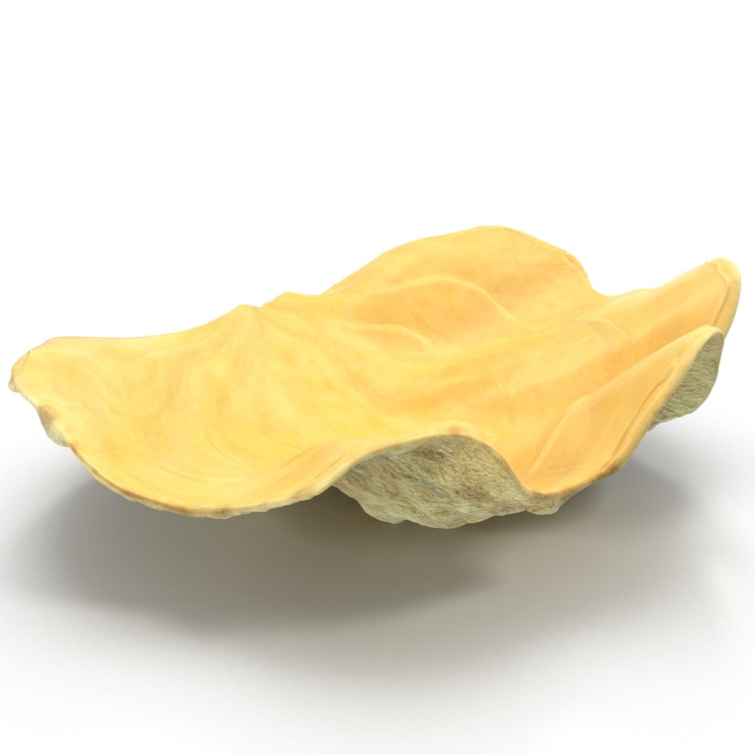 clam seashell d ds https://p.turbosquid.com/ts-thumb/Pz/t24PzB/l2nvmyUt/clamseashell3_8/jpg/1414163968/1920x1080/fit_q87/ffb79043765c3ddbe536736d2a8180341605ac4e/clamseashell3_8.jpg