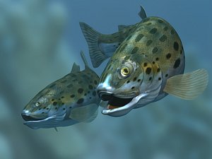 rainbow trout fish 3d max