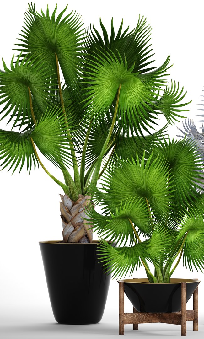 Palms bismarckia nobilis 3D model - TurboSquid 1196199