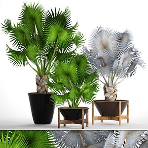 palms bismarckia nobilis 3D model