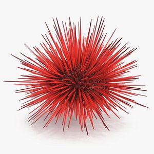 3D Red Sea Urchin
