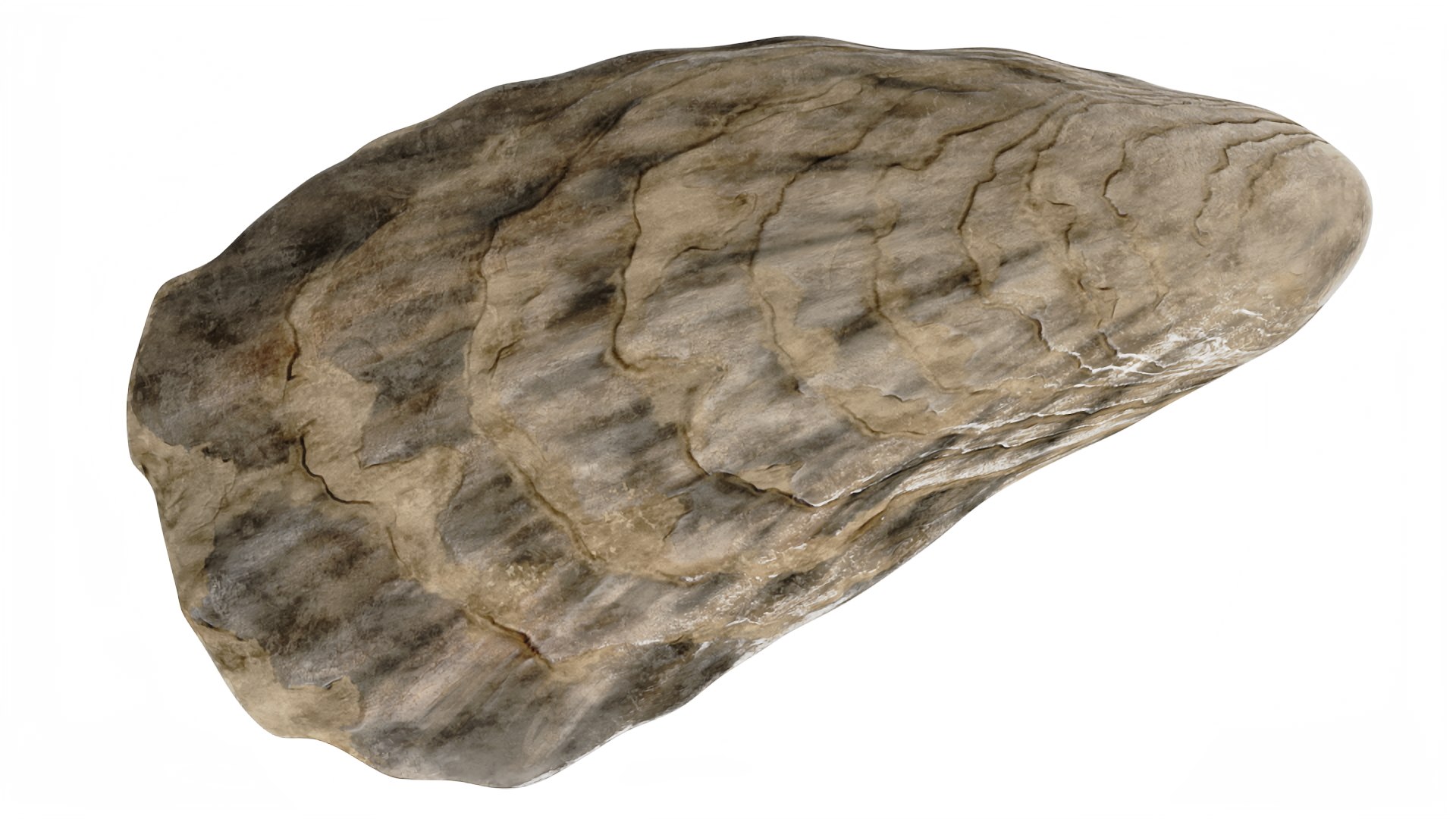 Oyster model https://p.turbosquid.com/ts-thumb/Q0/KzF75A/Xj/oystervray3dmodel014/jpg/1723469056/1920x1080/fit_q87/819cfc1b0fb4d84ef05989f17fde4955058d0a39/oystervray3dmodel014.jpg
