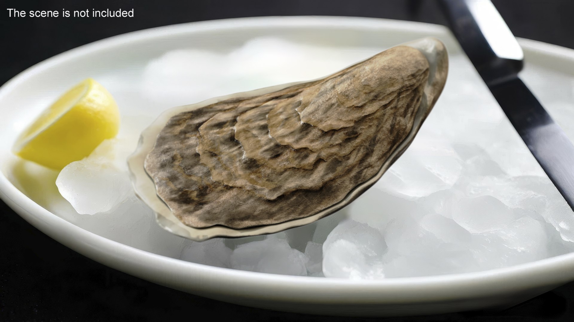 Oyster model https://p.turbosquid.com/ts-thumb/Q0/KzF75A/YU/oystervray3dmodel004/jpg/1723469027/1920x1080/fit_q87/48529e0090149aa32ab0cf2980bf72381f13aae3/oystervray3dmodel004.jpg