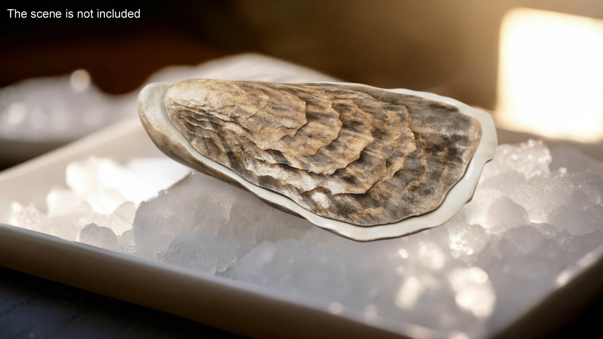 Oyster model https://p.turbosquid.com/ts-thumb/Q0/KzF75A/gk/oystervray3dmodel002/jpg/1723469023/1920x1080/fit_q87/907fa55369494a047018e50d7f11e35415cf3cb0/oystervray3dmodel002.jpg