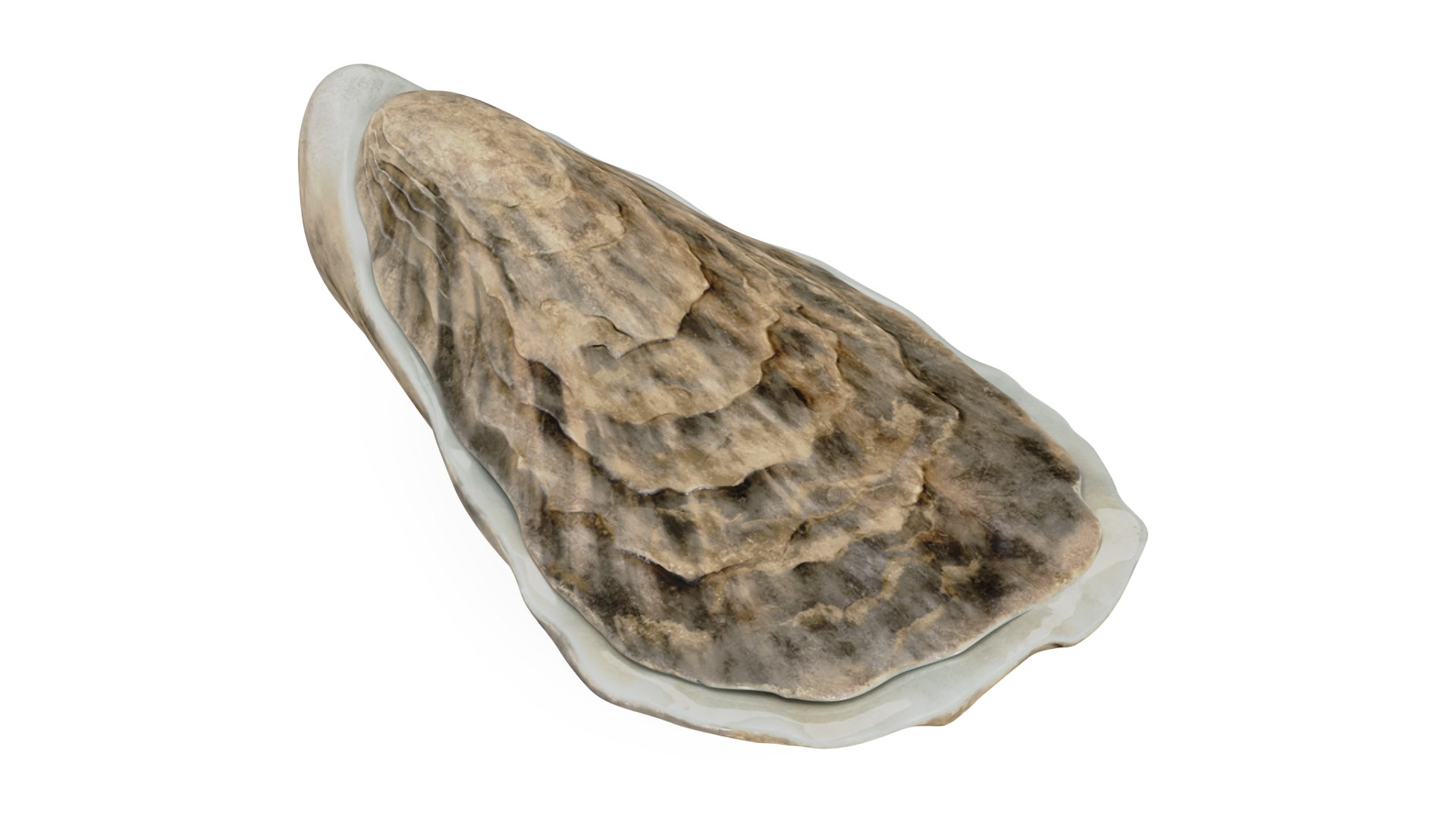 Sea Shells Collection 9 3D model preview