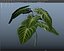 plant Low Poly