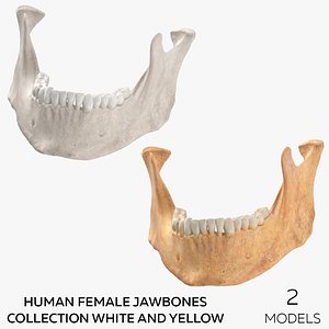 Human Female Jawbones Collection White and Yellow - 2 models 3D model