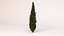 3d italian cypress tree model