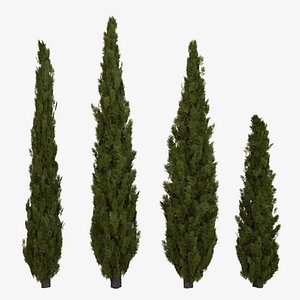 Italian Cypress