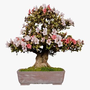 3D Satsuki Azalea Large Pink Red White Rhododendron Indicum Bonsai Tree Remastered model