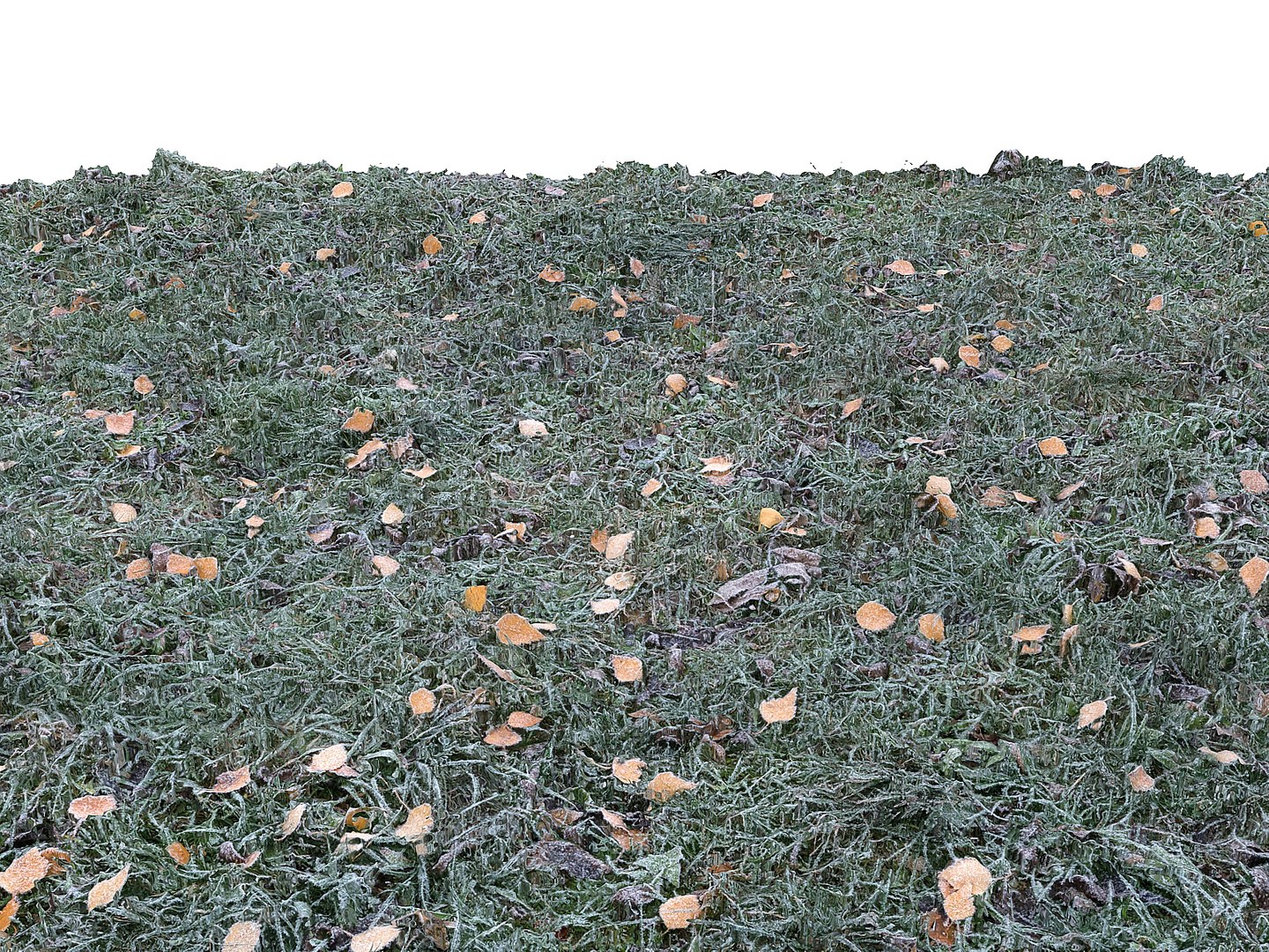 Frozen Grass Lawn 16k 3ds