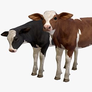 Calf