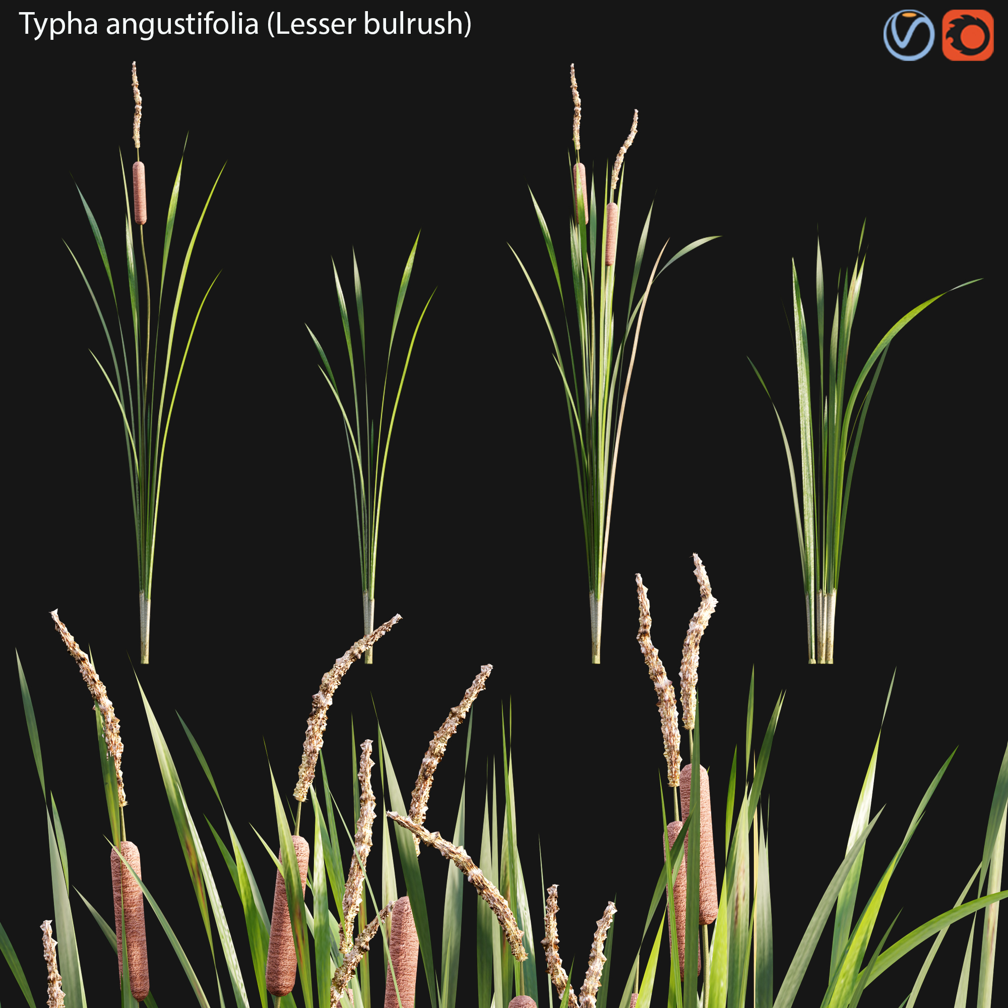 modelo 3d Typha angustifolia 01 - TurboSquid 1785289